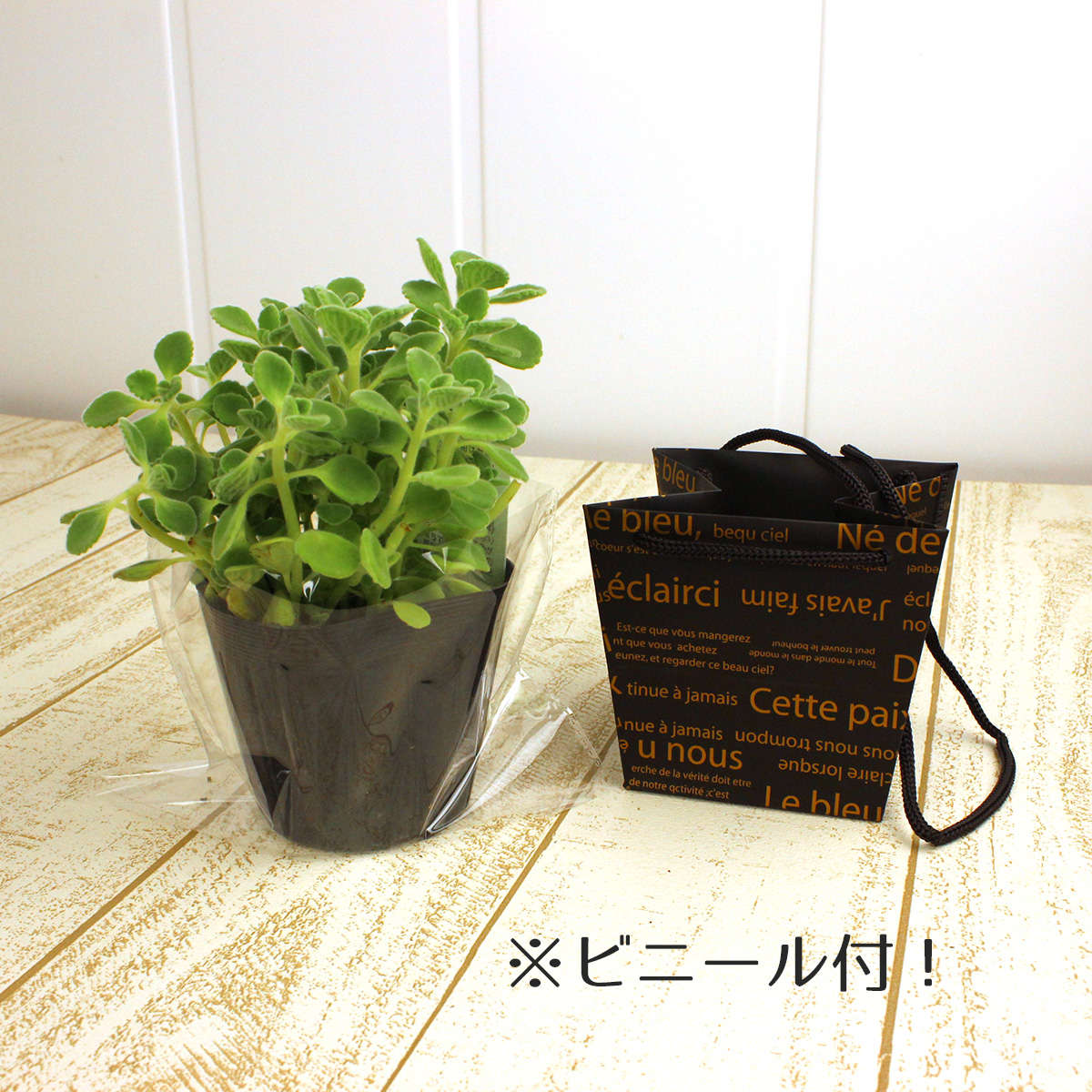 生花/鉢】アロマティカスポット苗(手提げ袋付き)☆ギフトに! - 花材