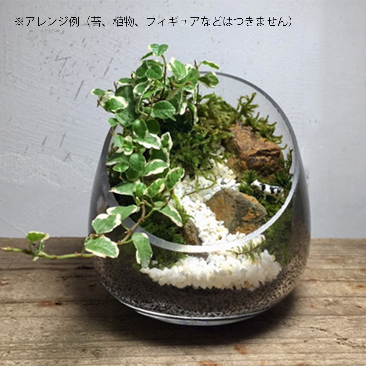 生花 直送 コケリウムキット Little Dry リトルドライ Moss Connect商品以外は同梱不可 通販 はなどんやアソシエ 生花 直送 コケリウムキット Little Dry リトルドライ Moss Connect商品以外は同梱不可 通販 はなどんやアソシエ