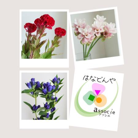 【直前】季節のお花15本セット(おまかせ3種) 【生花】☆