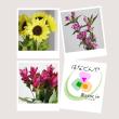 【直前】季節のお花20本セット(おまかせ4種) 【生花】☆