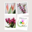 【直前】季節のお花20本セット(おまかせ4種) 【生花】☆