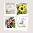 【直前】季節のお花20本セット(おまかせ4種) 【生花】☆