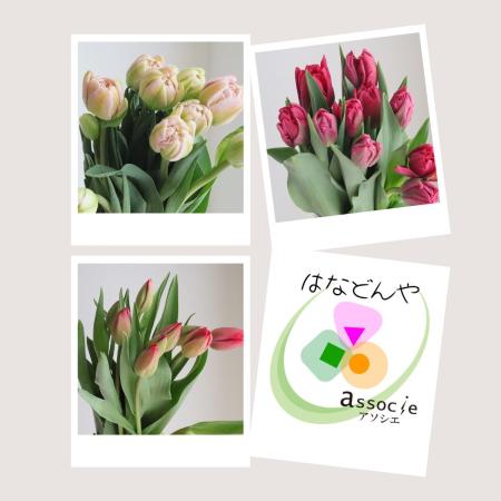 【直前】チューリップ15本セット(おまかせ3種) 【生花】Ver2