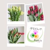 FEB.21 チューリップ☆切り花セット 直前】チューリップ15本セット(おまかせ3種) 【生花】 - 花材通販は
