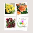 【直前】バラ15本セット(おまかせ3種)  Ver2【生花】