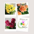 【直前】バラ15本セット(おまかせ3種) 【生花】☆