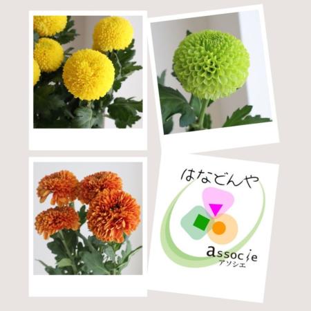 【直前】ピンポンマム15本セット(おまかせ3種)【生花】☆