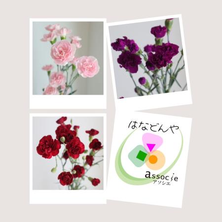 【直前】スプレーカーネーション15本セット(おまかせ3種) 【生花】☆