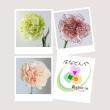 【直前】カーネーション15本セット(おまかせ3種)【生花】