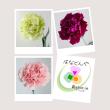 【直前】カーネーション15本セット(おまかせ3種)【生花】