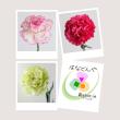 【直前】カーネーション15本セット(おまかせ3種)【生花】