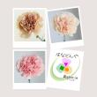 【直前】カーネーション15本セット(おまかせ3種)【生花】