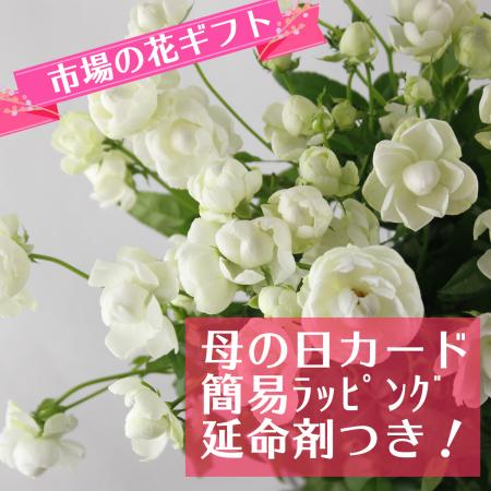 【生花】母の日簡易ラッピング付き◆SPバラ　スプレーウィット　10本