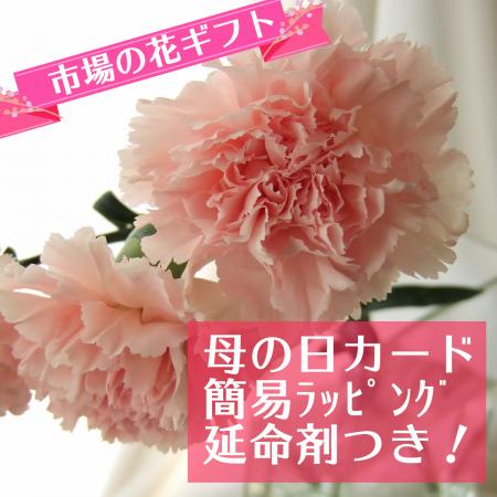 【生花】母の日簡易ラッピング付き◆国産カーネーション　ピンク　　10本
