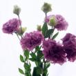 【生花】母の日簡易ラッピング付き◇トルコ桔梗　エグゼラベンダー　5本