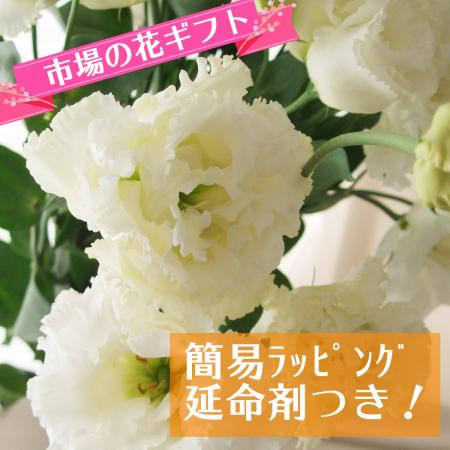 【生花】簡易ラッピング付き◇トルコ桔梗　フリンジ系白　5本