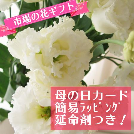 【生花】母の日簡易ラッピング付き◇トルコ桔梗　フリンジ系白　5本