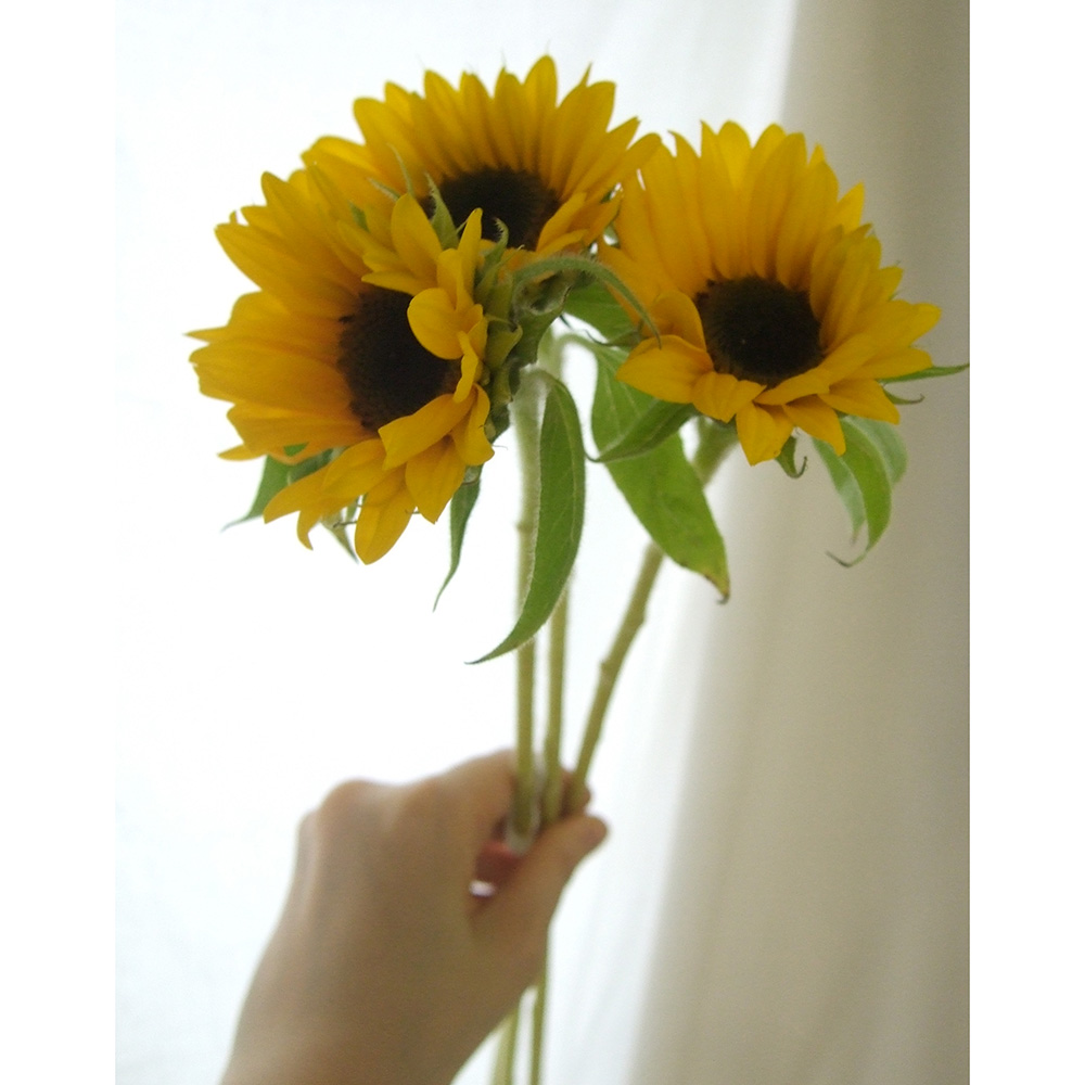 生花 母の日簡易ラッピング付き ひまわり オレンジ 本 通販 はなどんやアソシエ