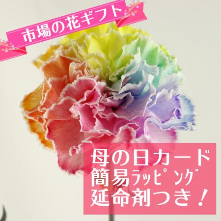 【生花】母の日簡易ラッピング付き◆国産レインボーカーネーション　10本　◇【早締切-75】