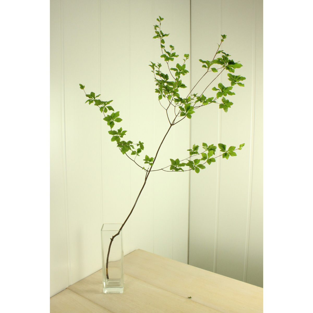 生花 簡易ラッピング付き ドウダンツツジ 5本 早締切 通販 はなどんやアソシエ