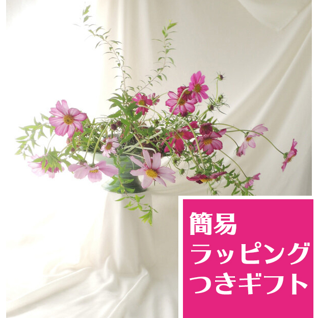 生花】簡易ラッピング付き◇コスモスたっぷり20本セット【敬老の日