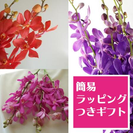 【生花】簡易ラッピング付き◇エレガントな蘭の3色セット【敬老の日ギフト】