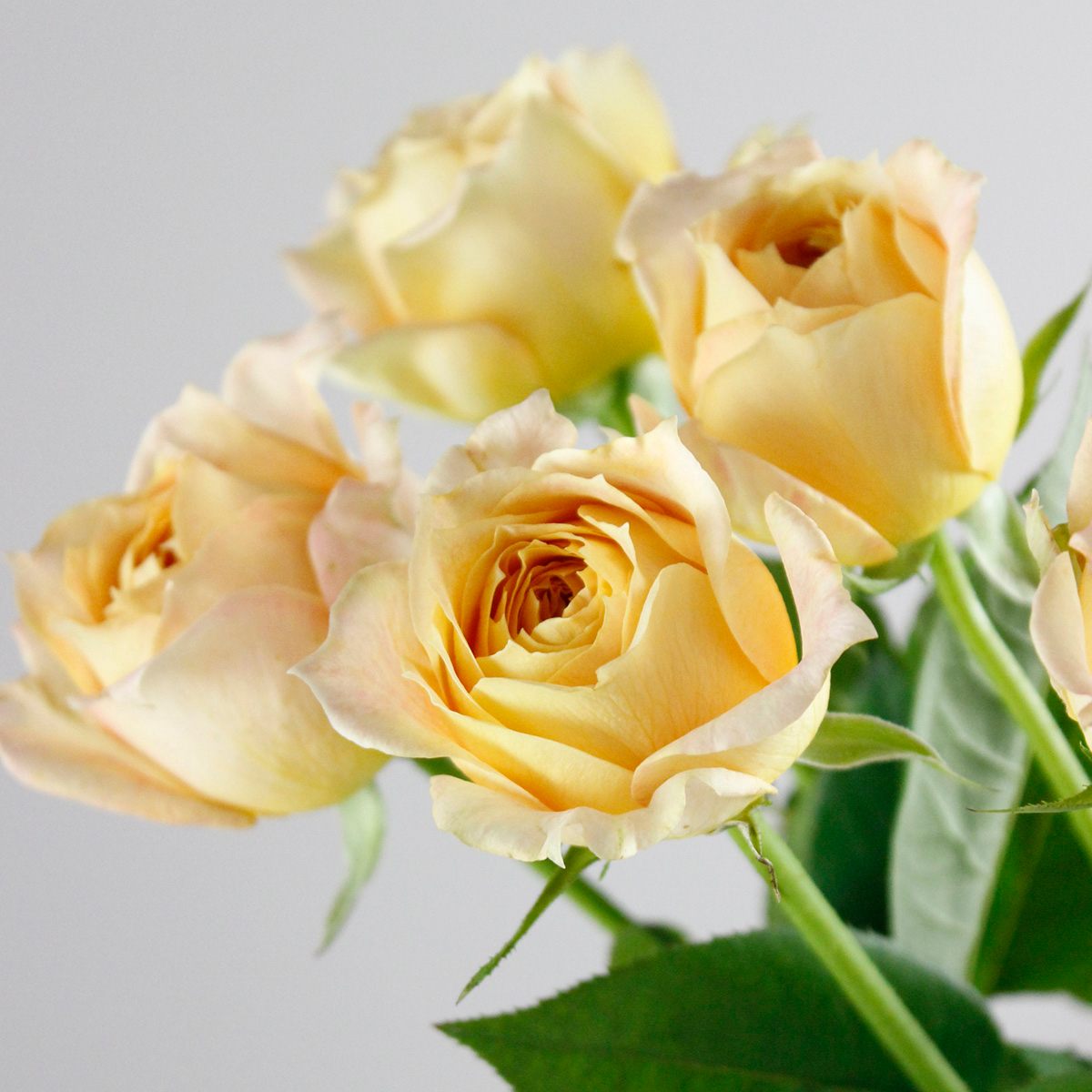 生花】簡易ラッピング付き◇香りのバラブルジョワ5本+キャラメル