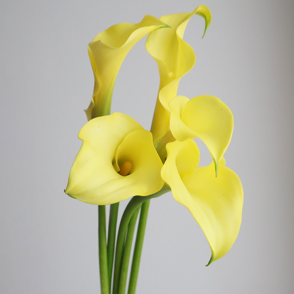 直前 カラー ゴールドメダルなど 黄色系おまかせ 30cm程度 生花 通販 はなどんやアソシエ 直前 カラー ゴールドメダルなど 黄色系おまかせ 30cm程度 生花 通販 はなどんやアソシエ