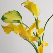 K.HAYAKAWA 【カラーの花】 直前!!】カラー 変わり咲 黄色(ゴールドメダルなど※カジュアル