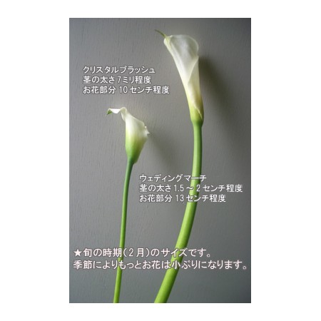 生花 カラー ウェディングマーチ 白 60cm 通販 はなどんやアソシエ 生花 カラー ウェディングマーチ 白 60cm 通販 はなどんやアソシエ