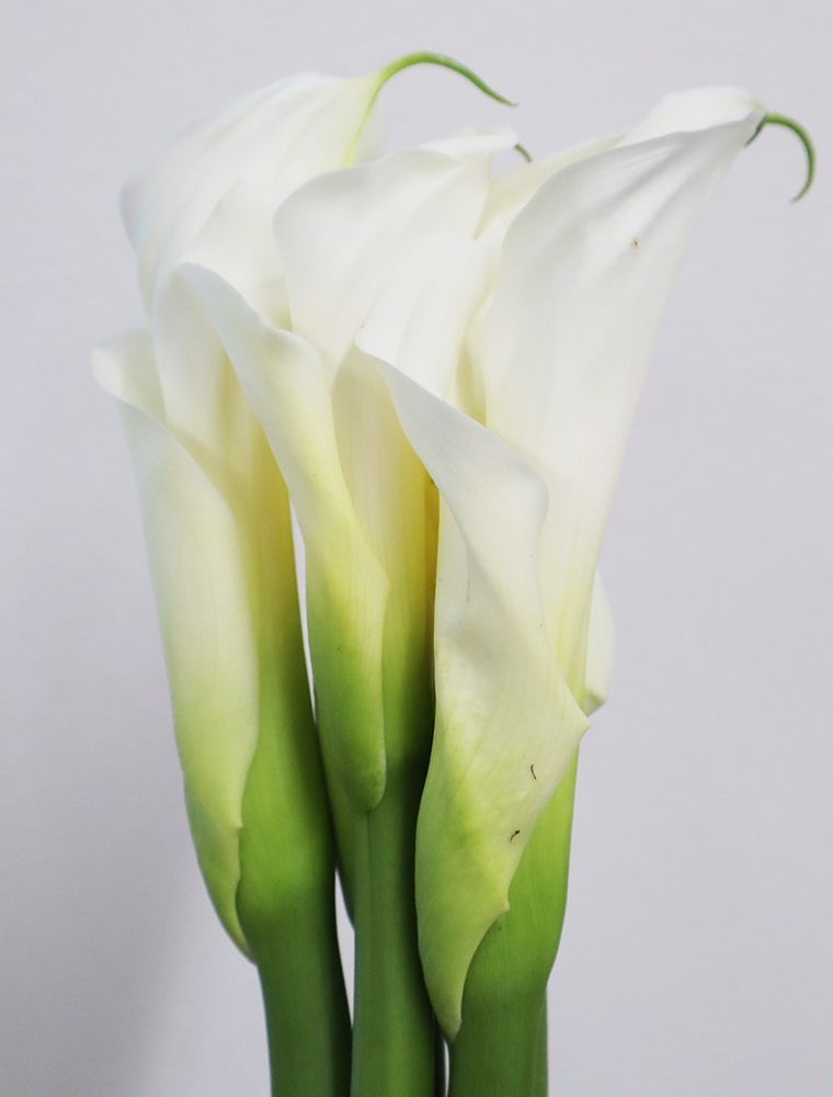 直前 カラー ウェディングマーチ 白 60センチ程度 生花 通販 はなどんやアソシエ