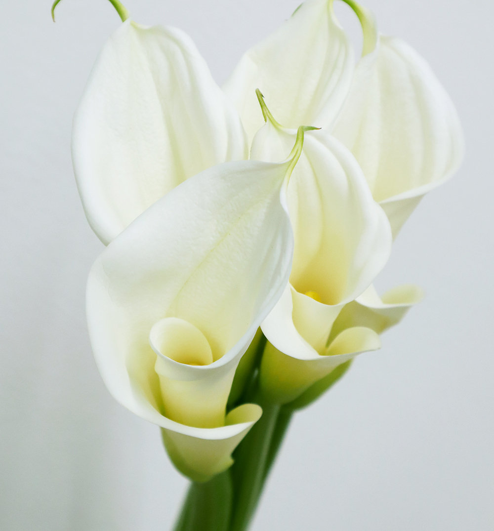 直前 カラー ウェディングマーチ 白 60センチ程度 生花 通販 はなどんやアソシエ