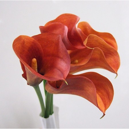 生花 カラー オレンジ 50cm程度 ホットショットなど 今週のオトク Ot 通販 はなどんやアソシエ 生花 カラー オレンジ 50cm程度 ホットショットなど 今週のオトク Ot 通販 はなどんやアソシエ