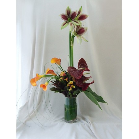 生花 カラー オレンジ 50cm程度 ホットショットなど 今週のオトク Ot 通販 はなどんやアソシエ 生花 カラー オレンジ 50cm程度 ホットショットなど 今週のオトク Ot 通販 はなどんやアソシエ