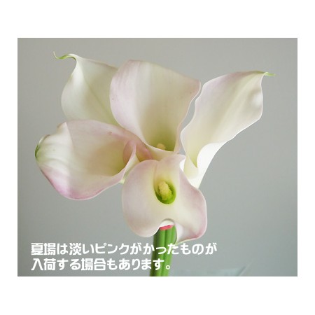 生花 カラー クリスタルブラッシュ 白 30 40cm程度 Ot 通販 はなどんやアソシエ 生花 カラー クリスタルブラッシュ 白 30 40cm程度 Ot 通販 はなどんやアソシエ