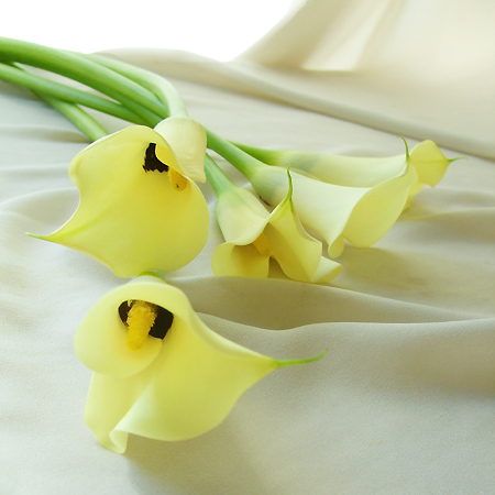 【直前】【生花】カラー　ブラックアイビューティ(クリーム)50-60センチ::