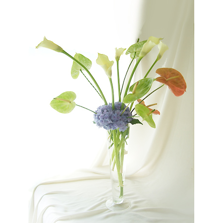 【直前】【生花】カラー　ブラックアイビューティ(クリーム)50-60センチ::