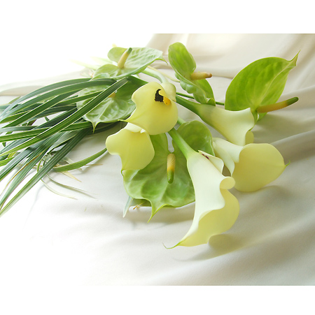 【直前】【生花】カラー　ブラックアイビューティ(クリーム)50-60センチ::