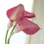 ※販売期間外※【08直前!】カラー　ガーネットグロー（ピンク）35cm