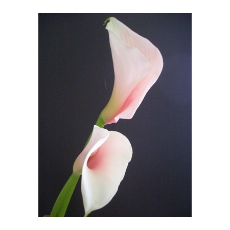 生花 カラードリーミィピンク 通販 はなどんやアソシエ