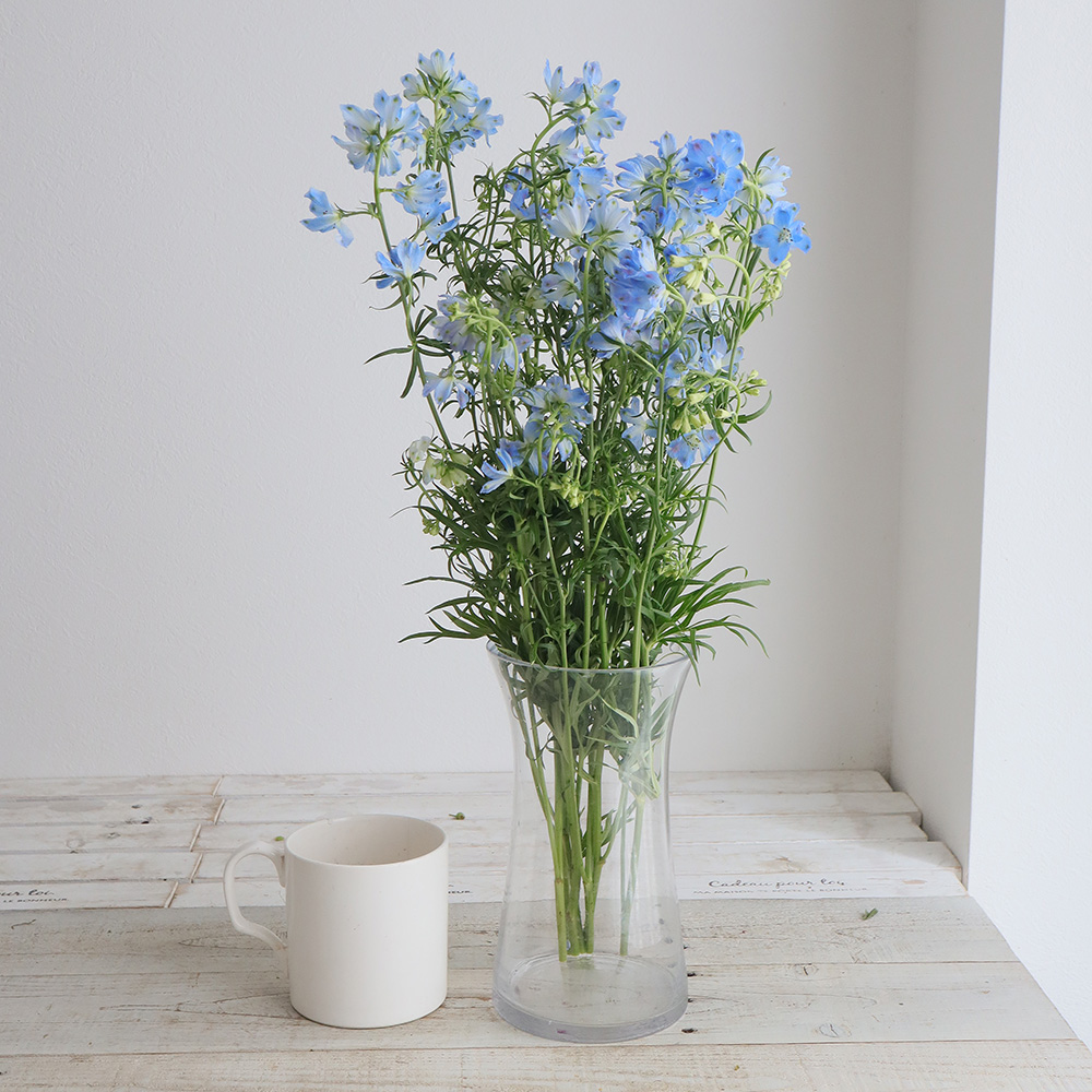 生花 デルフィニューム プラチナブルー 水色スプレー 豊橋農協などa50cm Ot 通販 はなどんやアソシエ 生花 デルフィニューム プラチナブルー 水色スプレー 豊橋農協などa50cm Ot 通販 はなどんやアソシエ