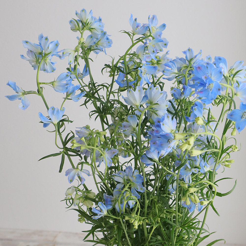 直前 デルフィニューム プラチナブルー 水色スプレー 豊橋農協などa50cm 生花 通販 はなどんやアソシエ 直前 デルフィニューム プラチナブルー 水色スプレー 豊橋農協などa50cm 生花 通販 はなどんやアソシエ