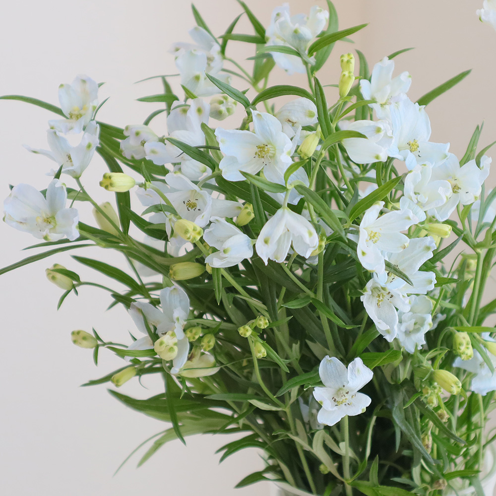 生花 デルフィニューム プラチナブルー 水色スプレー 豊橋農協などa50cm Ot 通販 はなどんやアソシエ 生花 デルフィニューム プラチナブルー 水色スプレー 豊橋農協などa50cm Ot 通販 はなどんやアソシエ