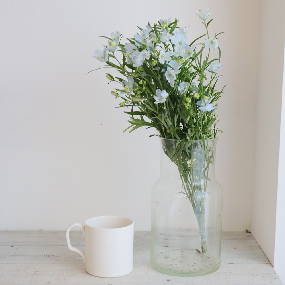 生花 デルフィニューム プラチナブルー 水色スプレー 豊橋農協などa50cm Ot 通販 はなどんやアソシエ 生花 デルフィニューム プラチナブルー 水色スプレー 豊橋農協などa50cm Ot 通販 はなどんやアソシエ