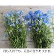 【生花】デルフィニューム プラチナブルーなど(水色)　北海道産50cm程度【OT】