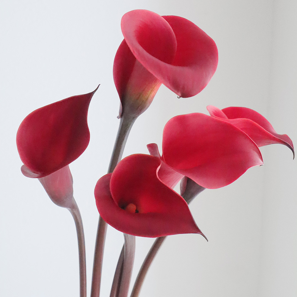 生花 カラー 赤 レッドチャームなど 50cm程度 Ot 通販 はなどんやアソシエ 生花 カラー 赤 レッドチャームなど 50cm程度 Ot 通販 はなどんやアソシエ