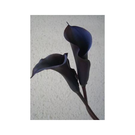 【生花】カラー　ブラックスター