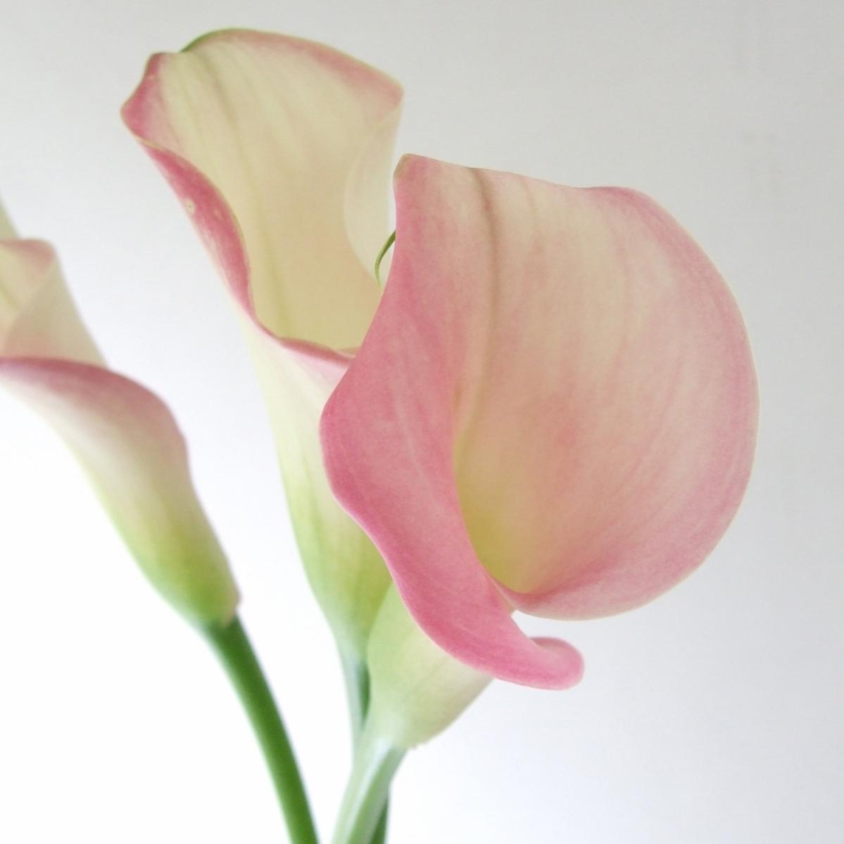 直前 カラー ピンク系 マニラなど 50cm程度 生花 通販 はなどんやアソシエ 直前 カラー ピンク系 マニラなど 50cm程度 生花 通販 はなどんやアソシエ