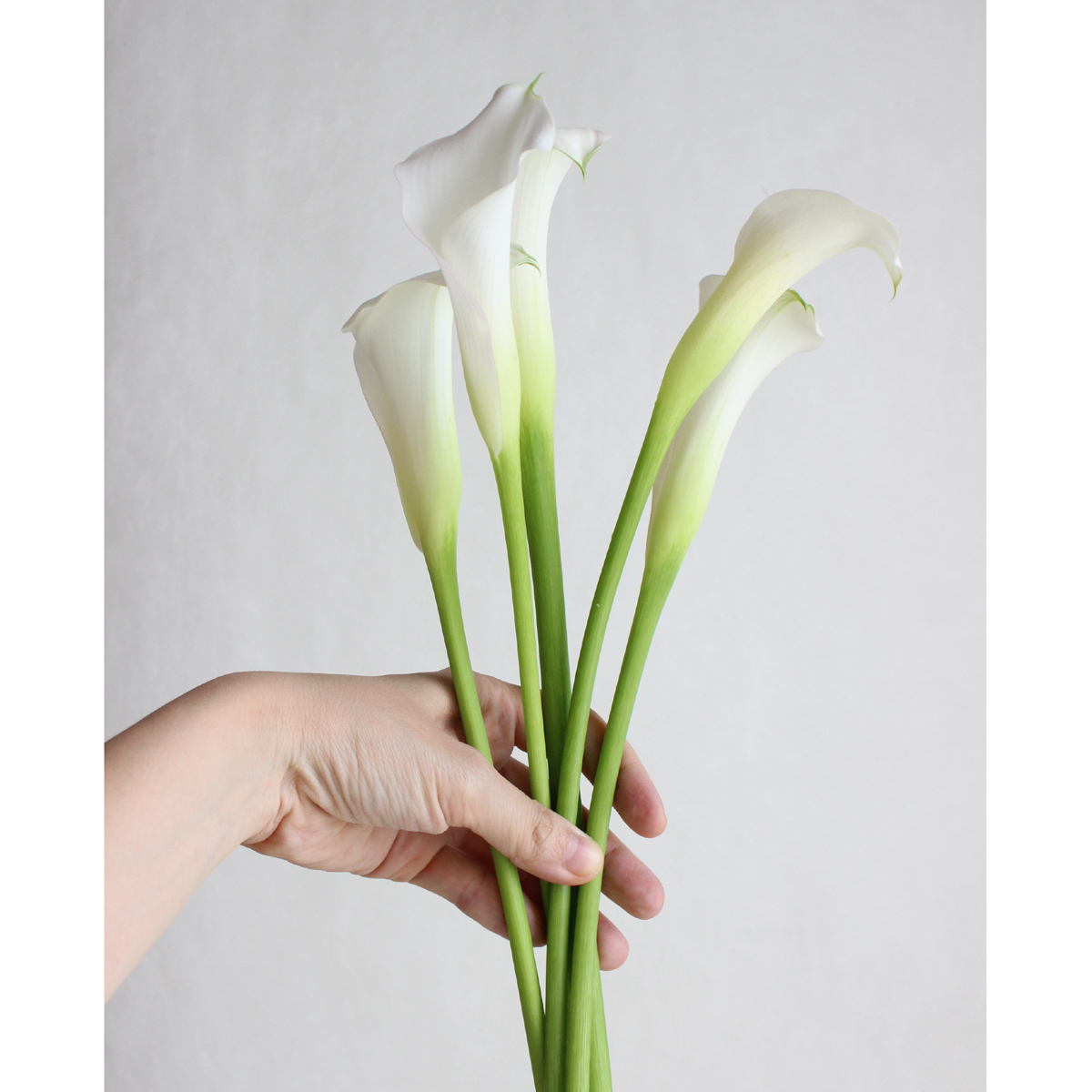 生花 カラー サッポロ 白 60cm程度 通販 はなどんやアソシエ 生花 カラー サッポロ 白 60cm程度 通販 はなどんやアソシエ