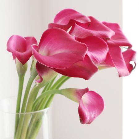 【直前】カラー  ザズーなど(ピンク)30cm程度　千葉県ほか【生花】